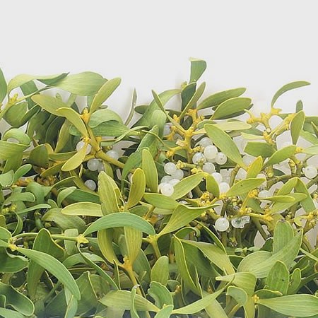 Mistletoe