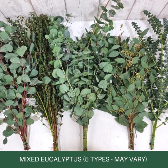 Mixed Eucalyptus Box