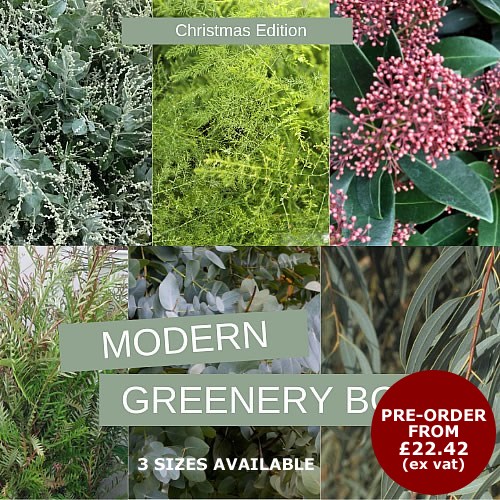Mixed Xmas Greenery Boxes (Modern)