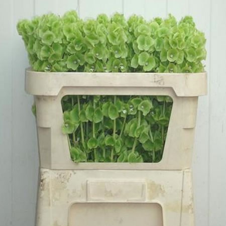 Moluccella