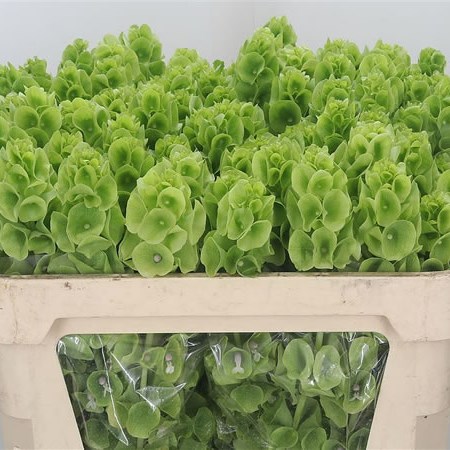 Moluccella