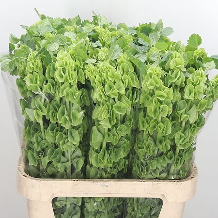 Moluccella