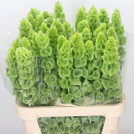 Moluccella