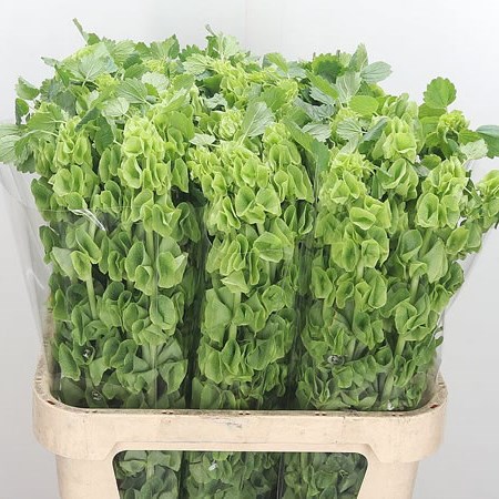 Moluccella