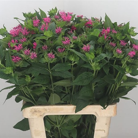 Monarda Denise