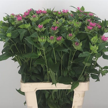 Monarda Denise