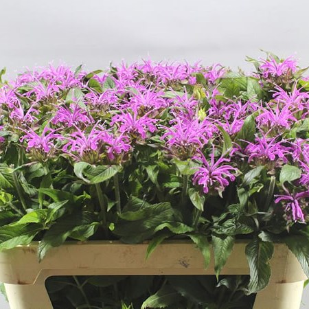 Monarda Pink Supreme