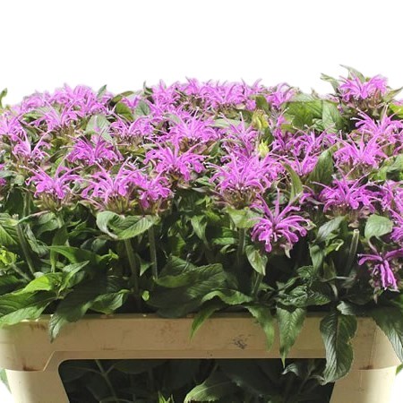 Monarda Pink Surpreme
