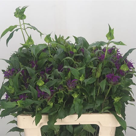 Monarda Purple