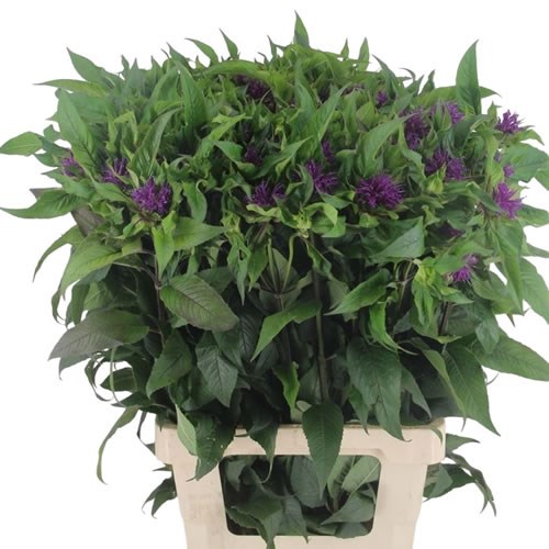 Monarda Purple Prince