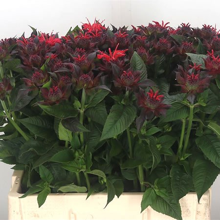 Monarda Red Fountain