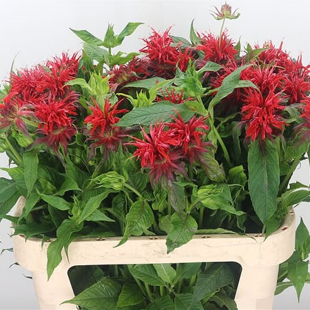 Monarda Red Fountain