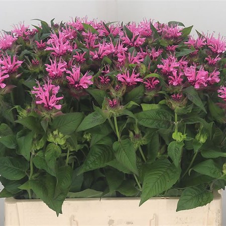 Monarda Twin