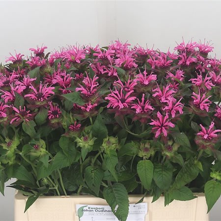 Monarda Twins