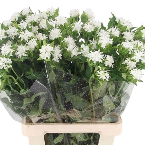 Monarda White
