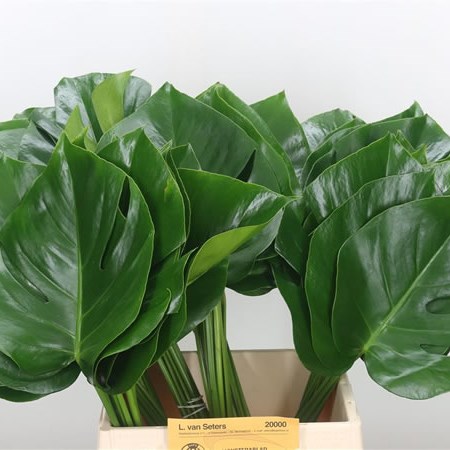 Monstera Leaves 45cm