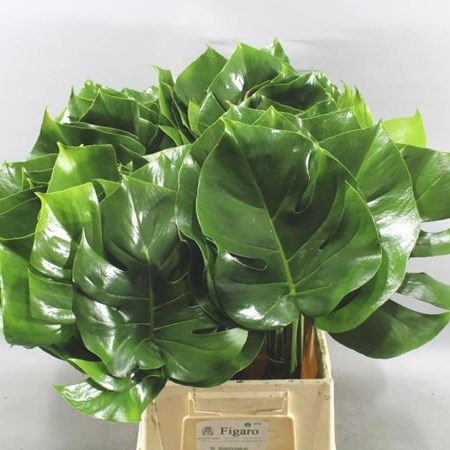 Monstera Leaves