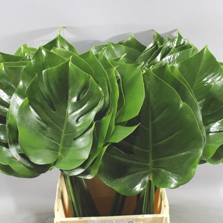 Monstera Leaves