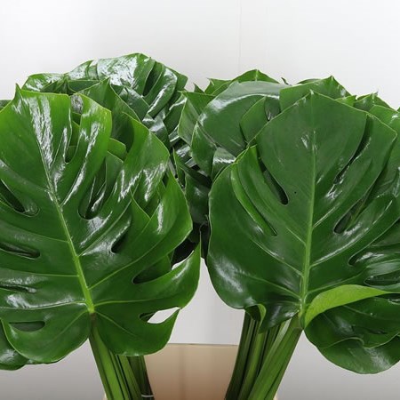 Monstera Leaves 60cm