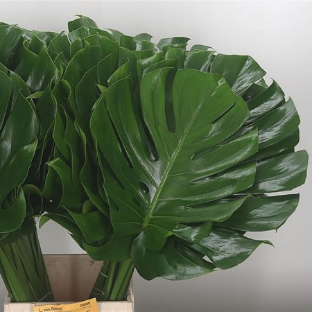 Monstera Leaves