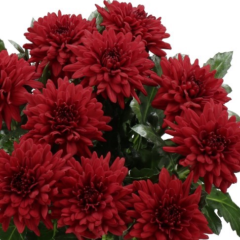 Chrysant Sgl. Monza