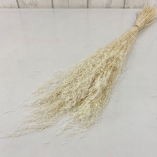 Munni Grass - Natural Bleached (Dried)