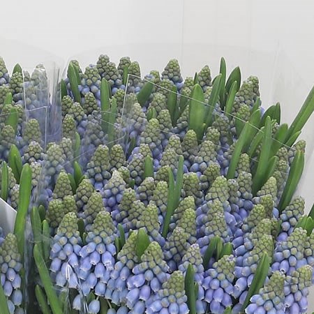 Muscari Blue