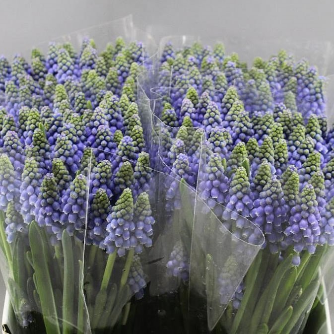 Muscari Blue
