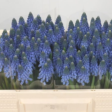 Muscari Carola