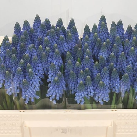 Muscari Carola