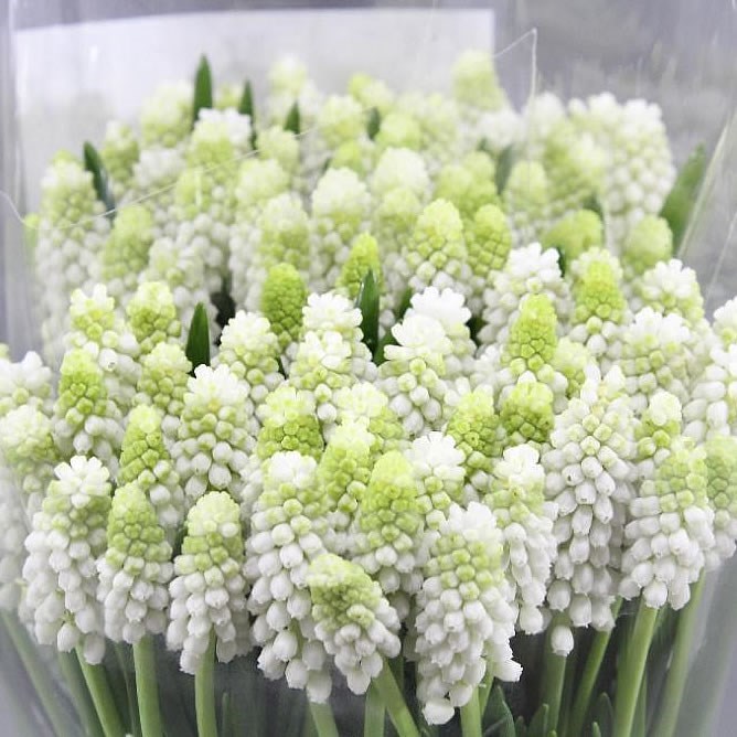 Muscari Casablanca