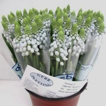 Muscari Manon