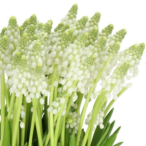 Muscari White Pearl
