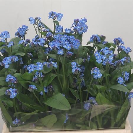 Myosotis Blue (Forget Me Nots)