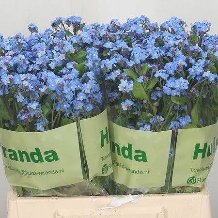 Myosotis Blue (Forget Me Nots)