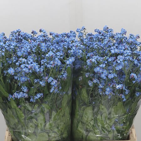 Myosotis Blue (Forget Me Nots)
