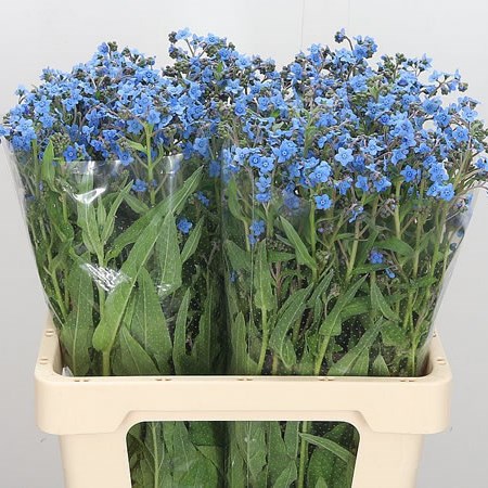 Myosotis Blue Lagoon (Forget Me Nots)