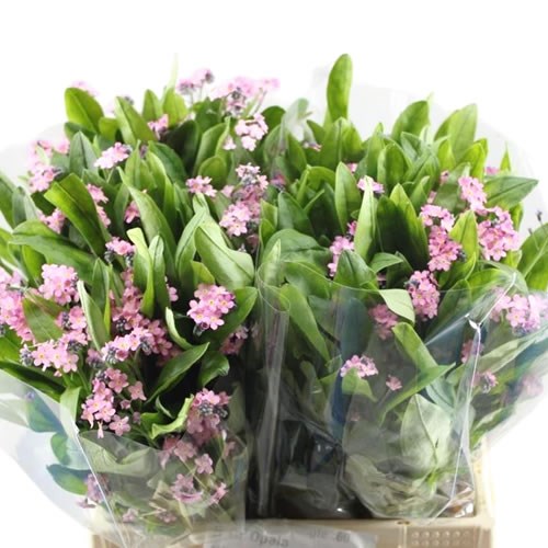 Myosotis Fantastic Pink