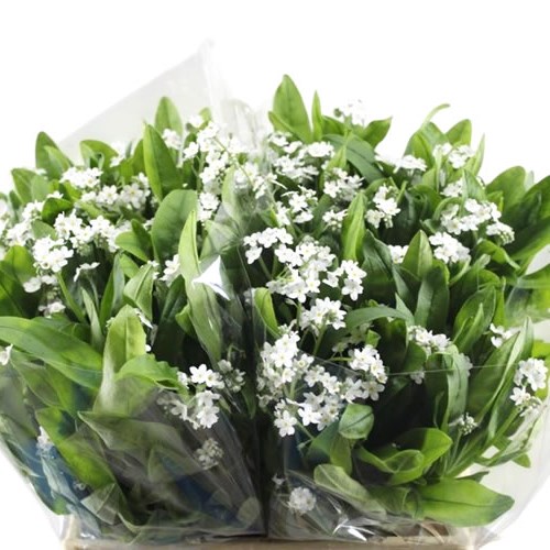 Myosotis Fantastic White