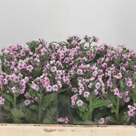 Myosotis Pink Lagoon (Forget me Nots)