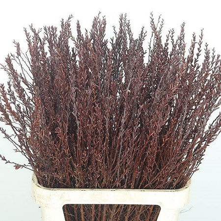 Myrica Gale