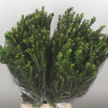 Myrtle Tarentino