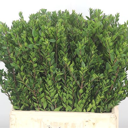 Myrtle (no Berries)