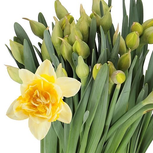 NARCISSUS - DICK WILDEN