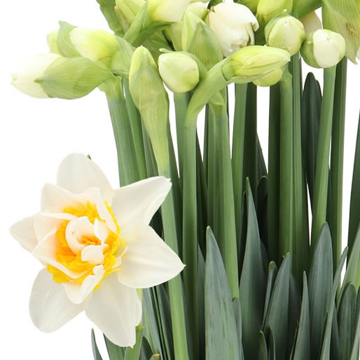 NARCISSUS - DOUBLE ATTENTION