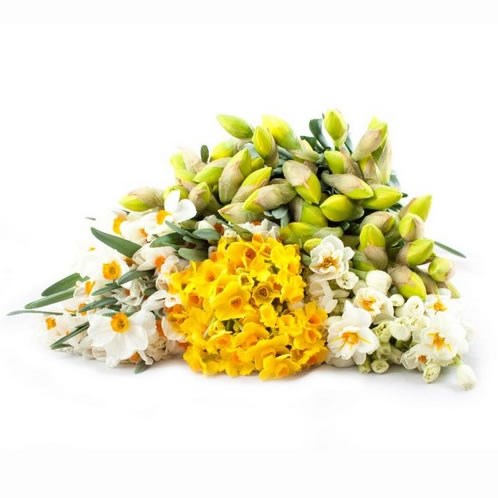 NARCISSUS DOUBLE MIX