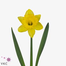 Daffodils & Narcissus | Wholesale Flowers UK | Wedding Flowers ...