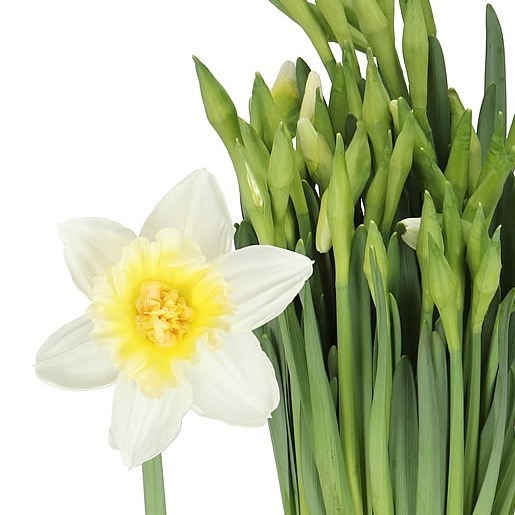 NARCISSUS - ICE KING