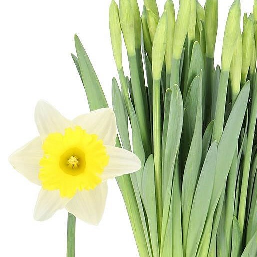 NARCISSUS - LAS VEGAS
