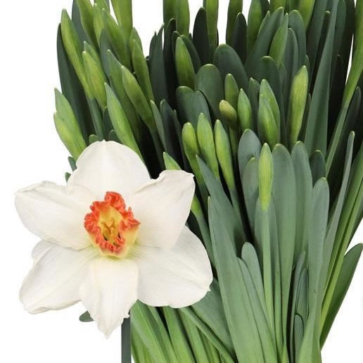 NARCISSUS - PINK CHARM
